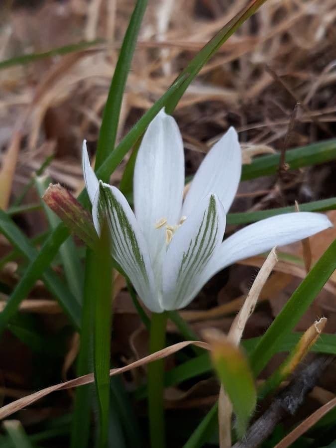 Ornithogalum 6