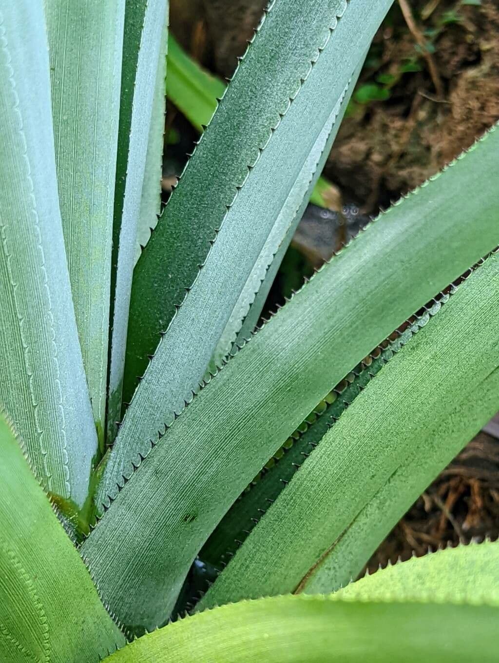 Aechmea 9