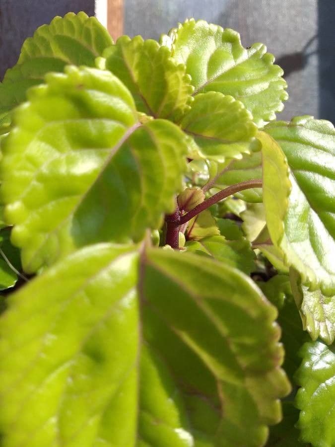 Plectranthus Parviflorus 12
