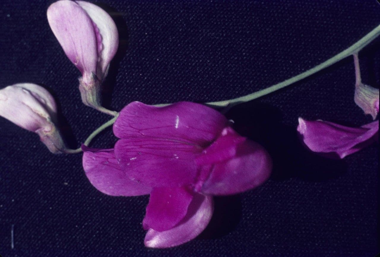 Prunkiger Platterbse 4
