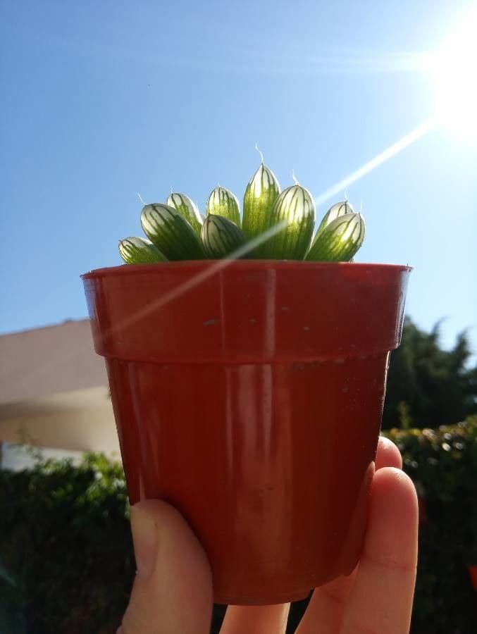Hawortia Coopera 18