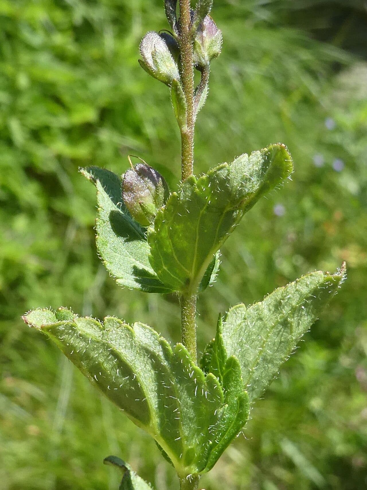 Veronica ponae 17