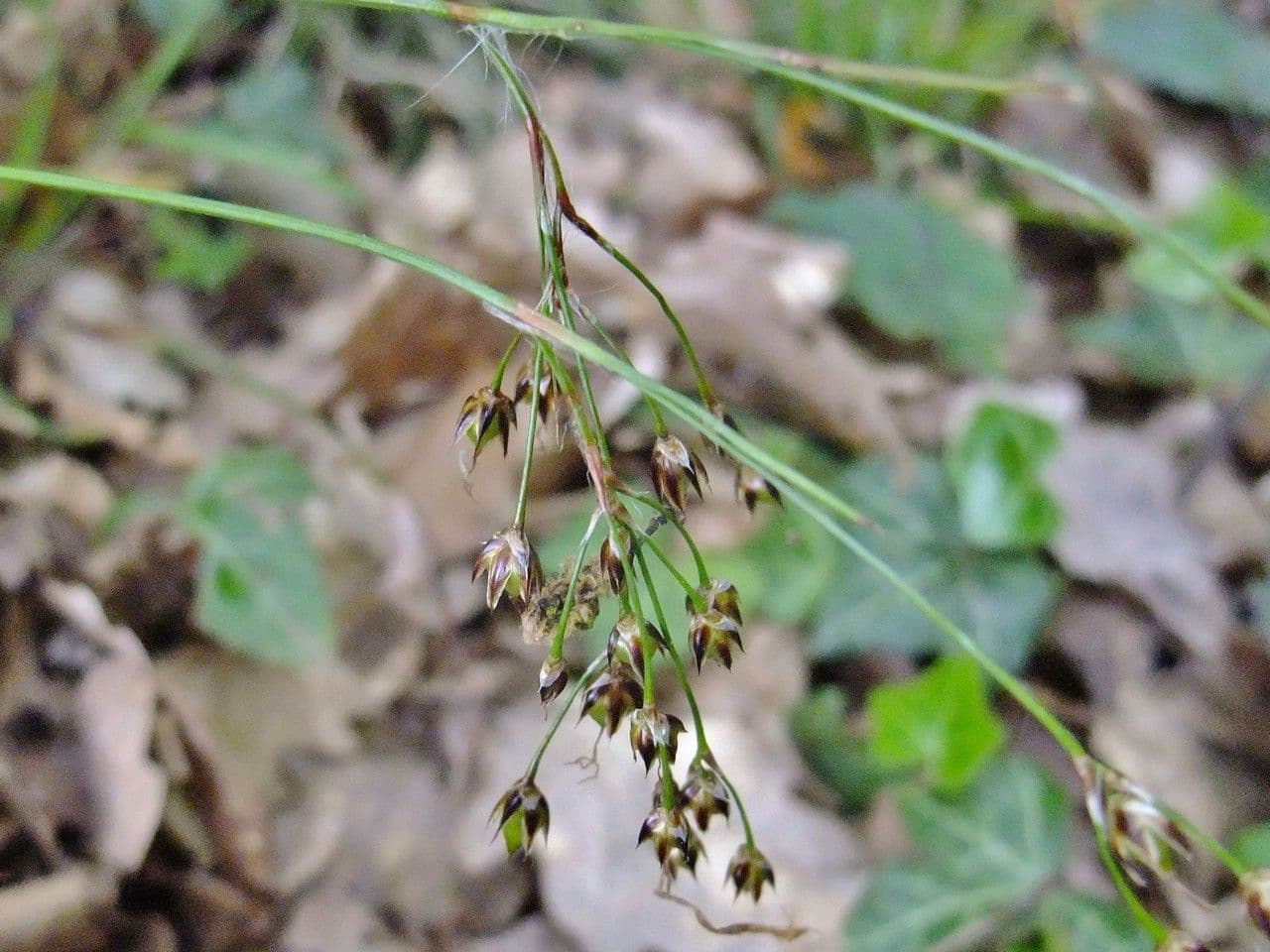 Kosmatka Forstera 4