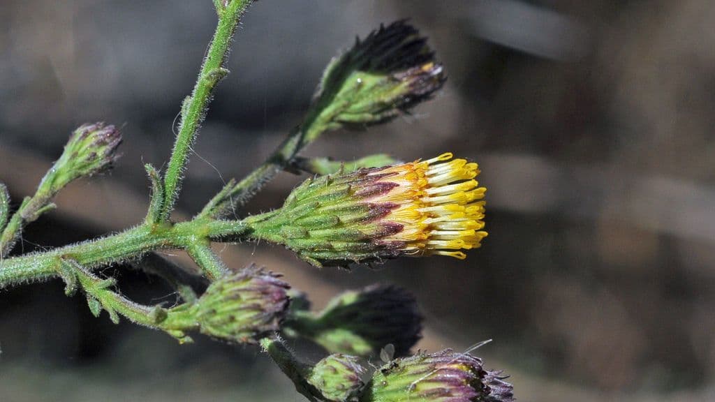 Erigeron 7