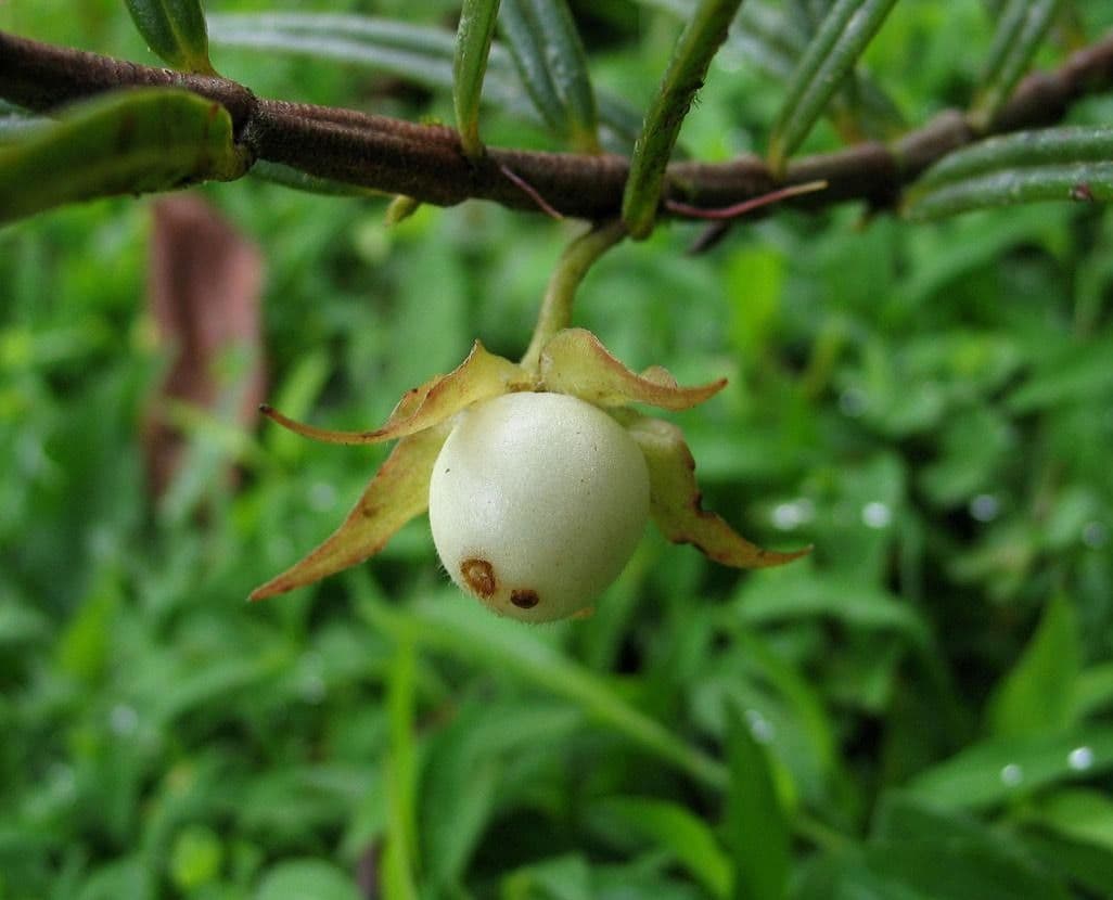 Columnea