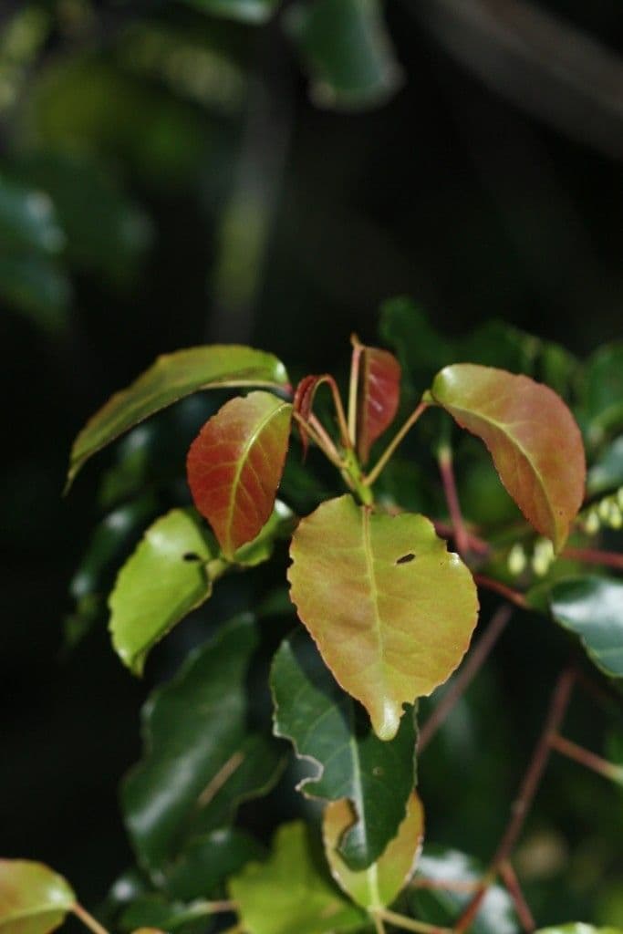 Rundblättriger Elaeocarpus 6