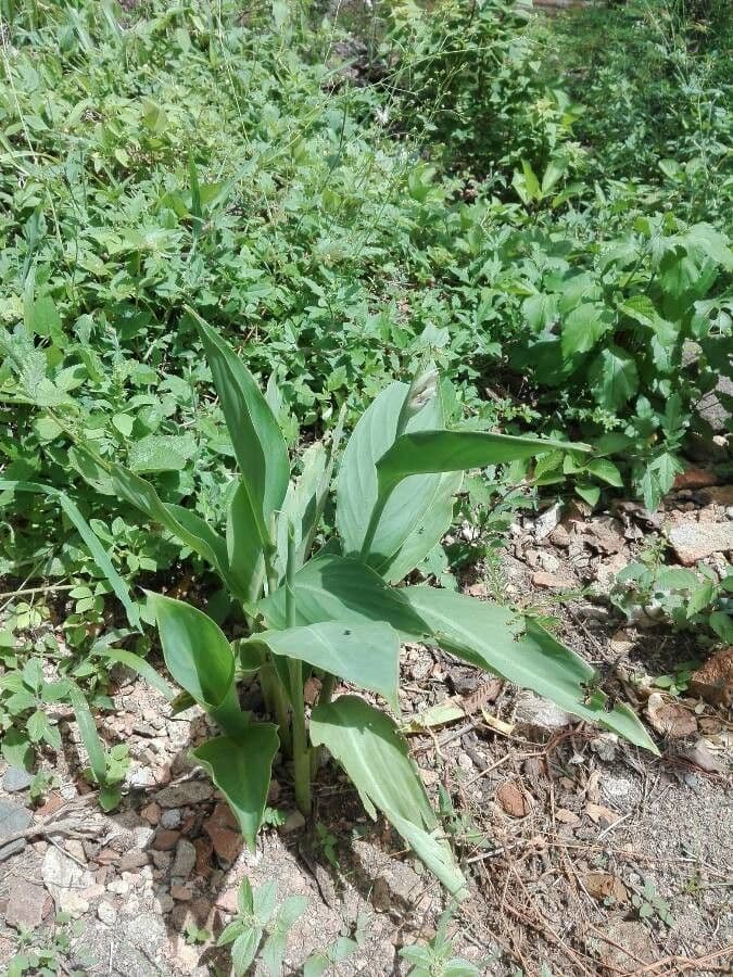 Canna glauca 20