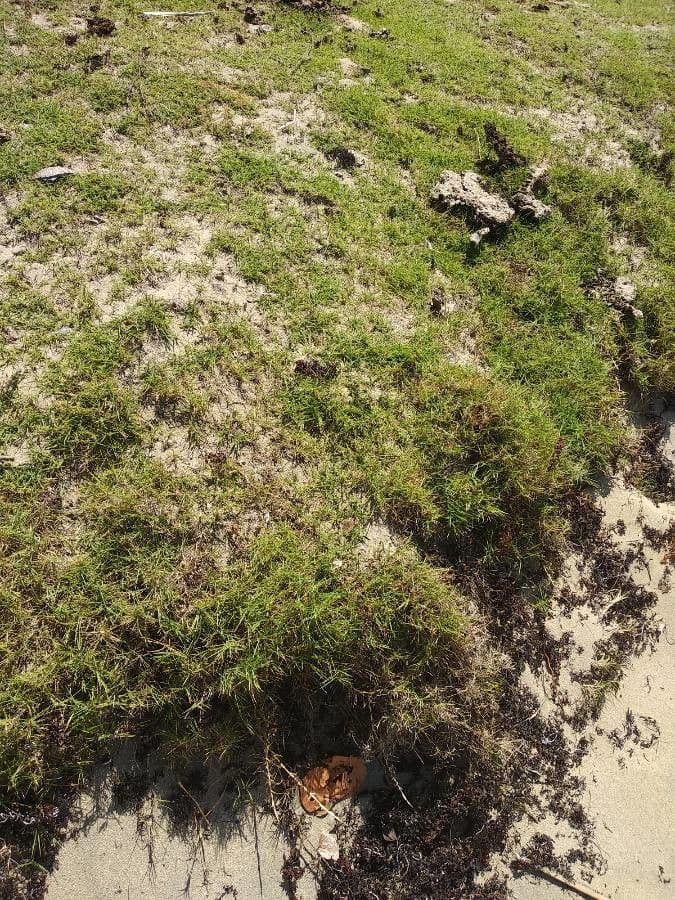 Distichlis spicata 11