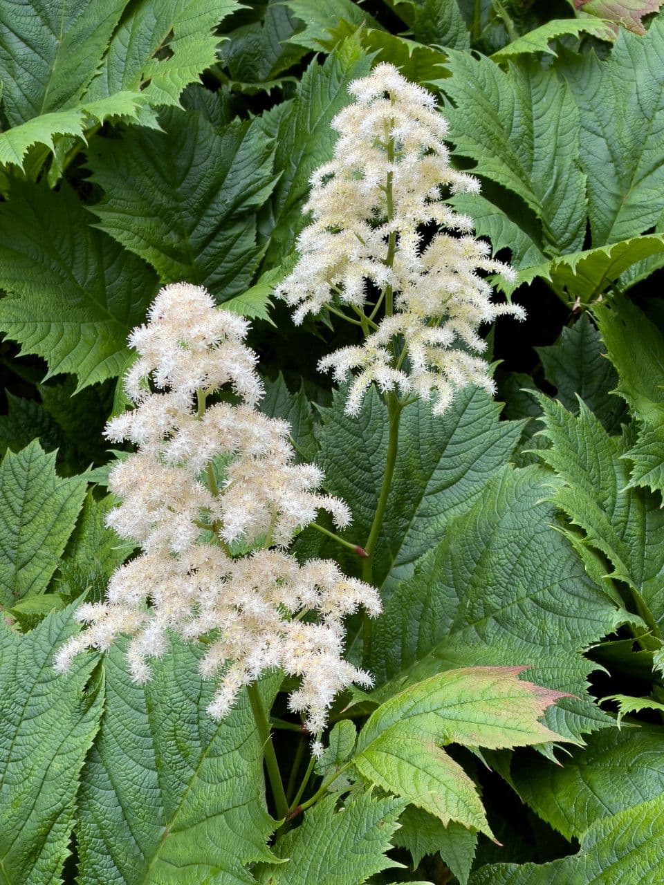 Rodgersia stopkatá 2