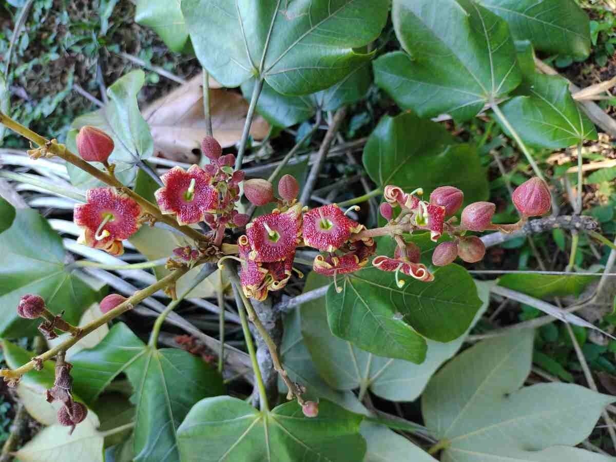 Sterkúlia bezkvetá 6