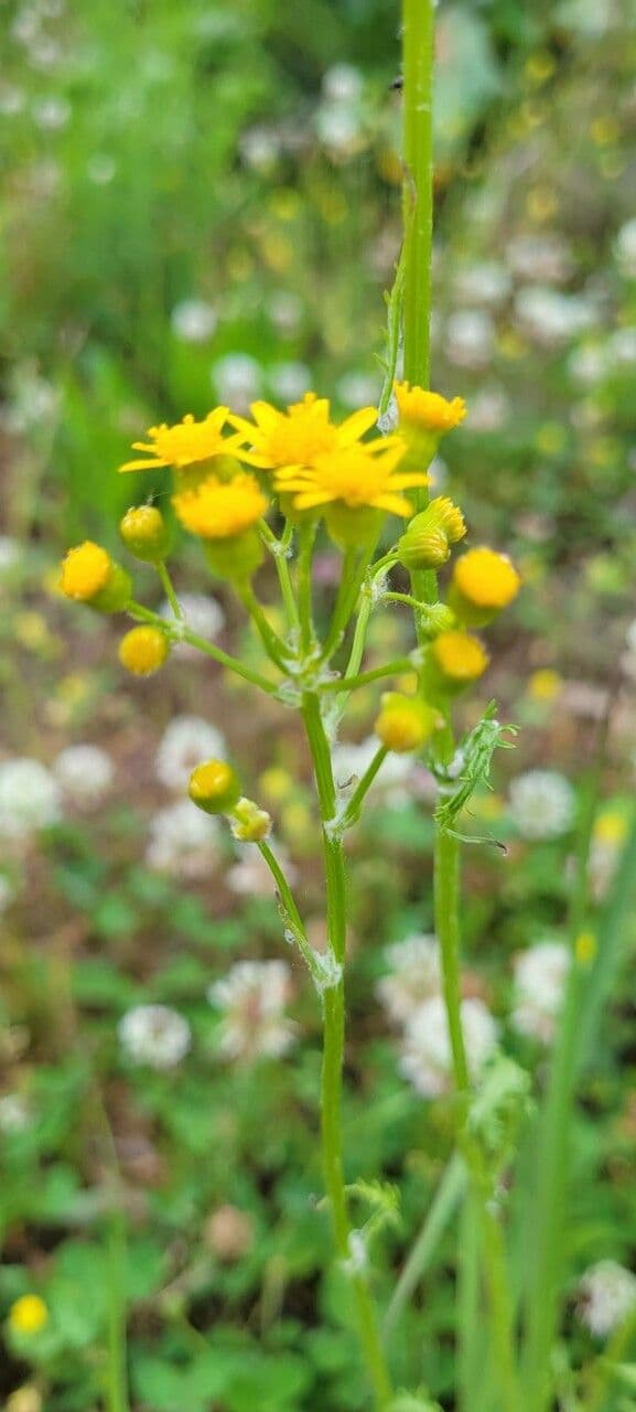 Senecio 10