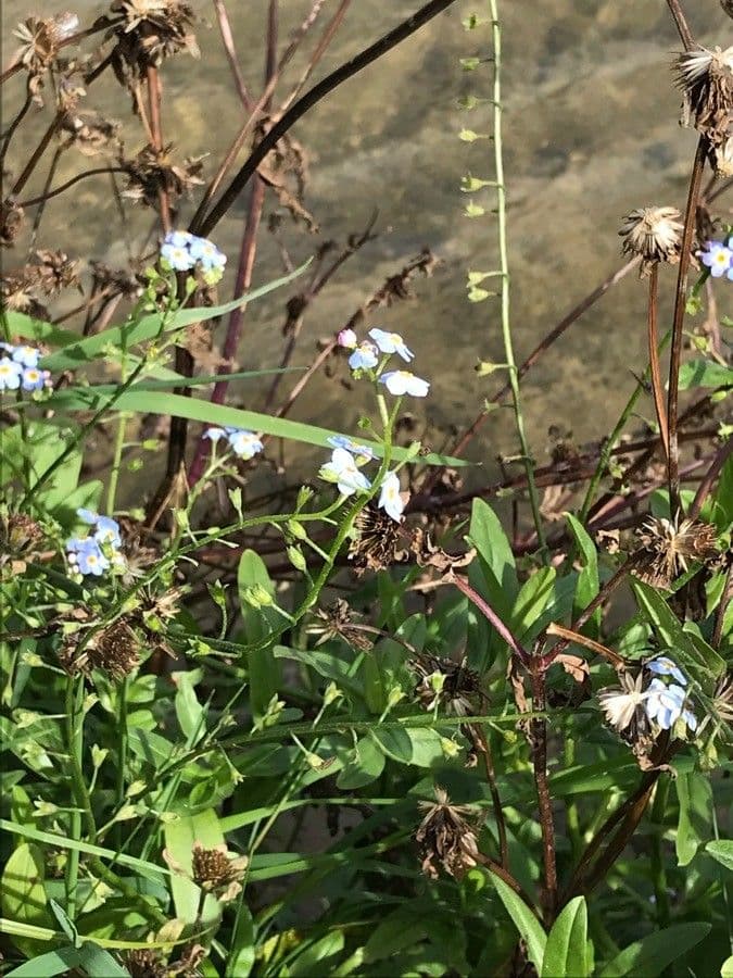 Forget-me-not 11