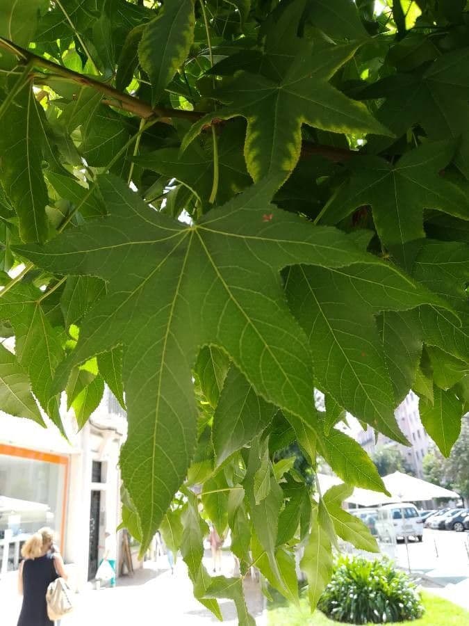Liquidambar 18