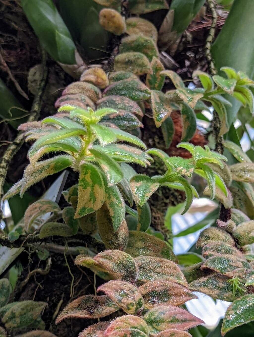 Columnea 4