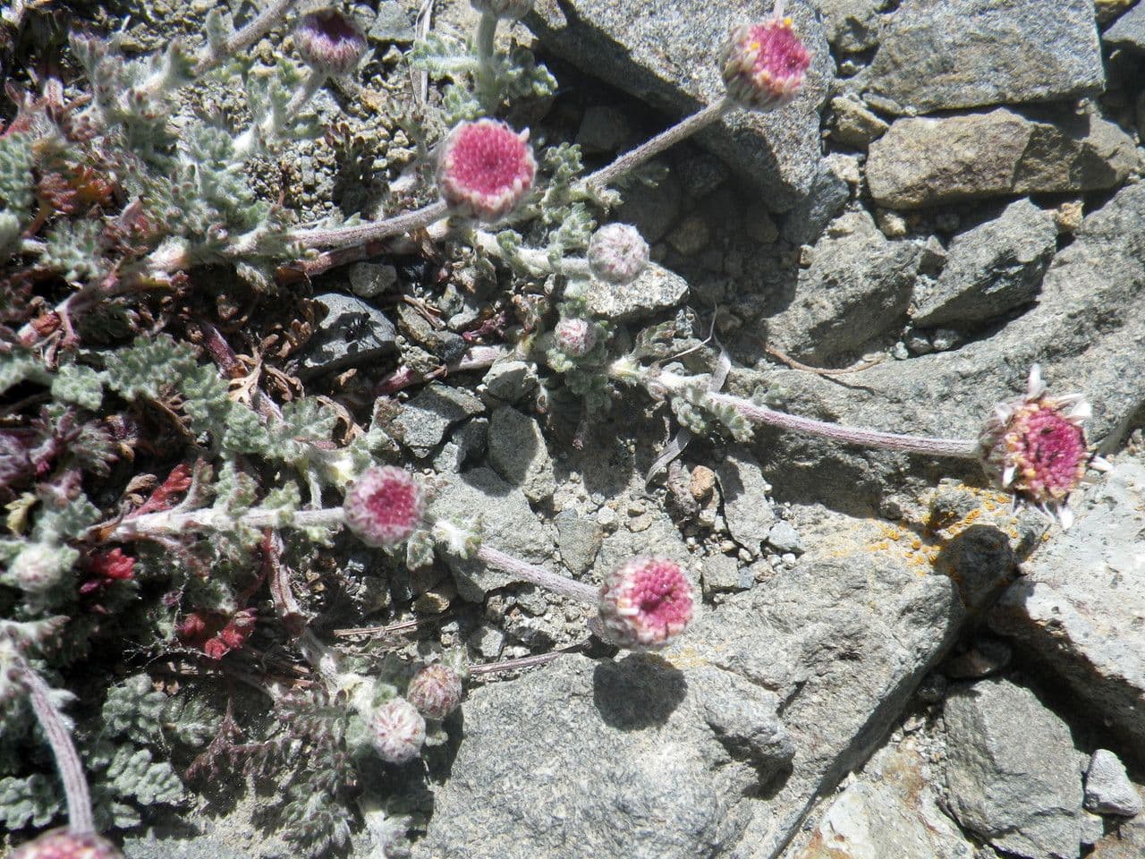 Camomilla 7