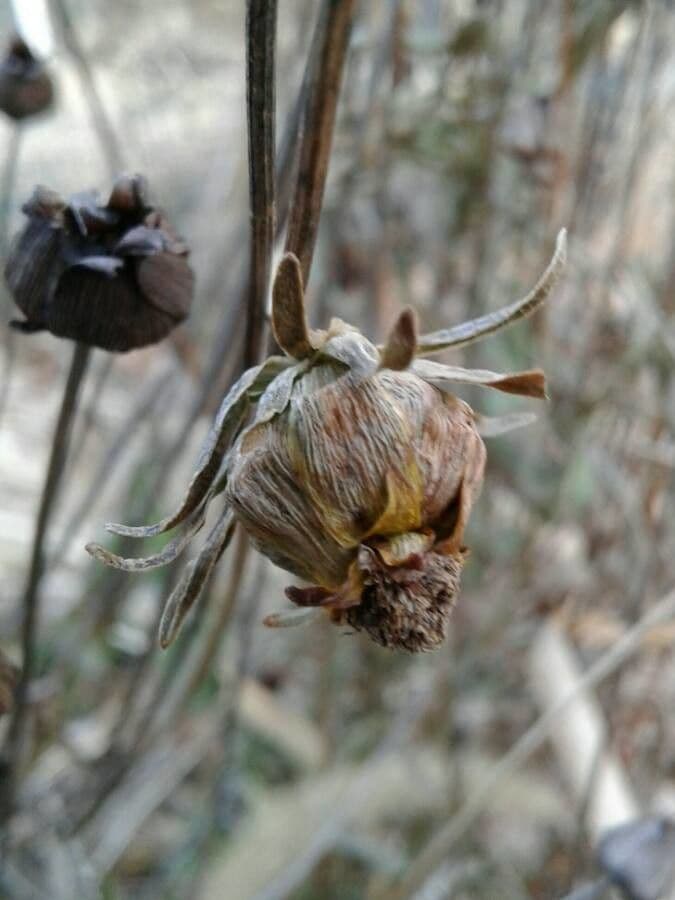 Coreopsis grandiflora 5