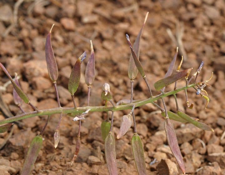 Phoenicaulis 16