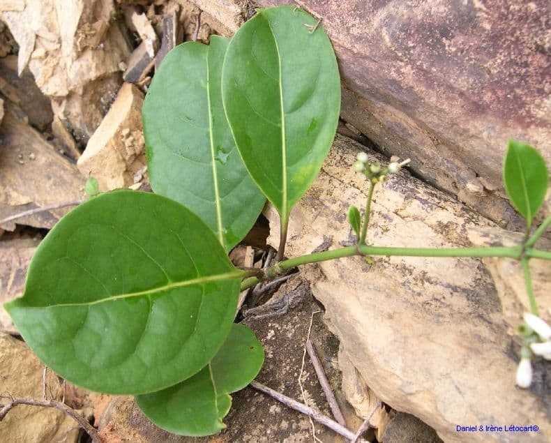 Coelospermum 9