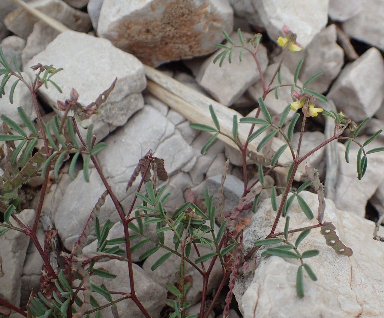 Ipocrepidi ciliata 14