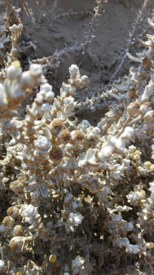 Achillea marittima 4