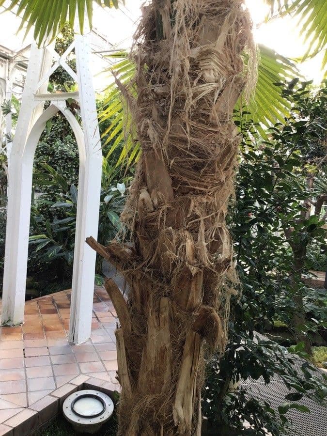 Pritchardia 4