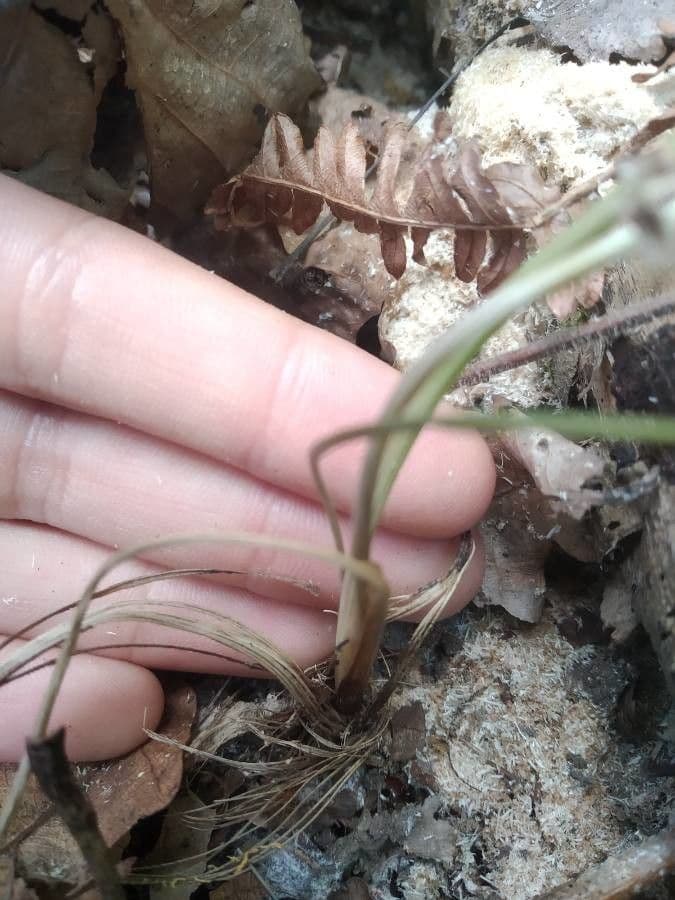 Peucedano gallico 21