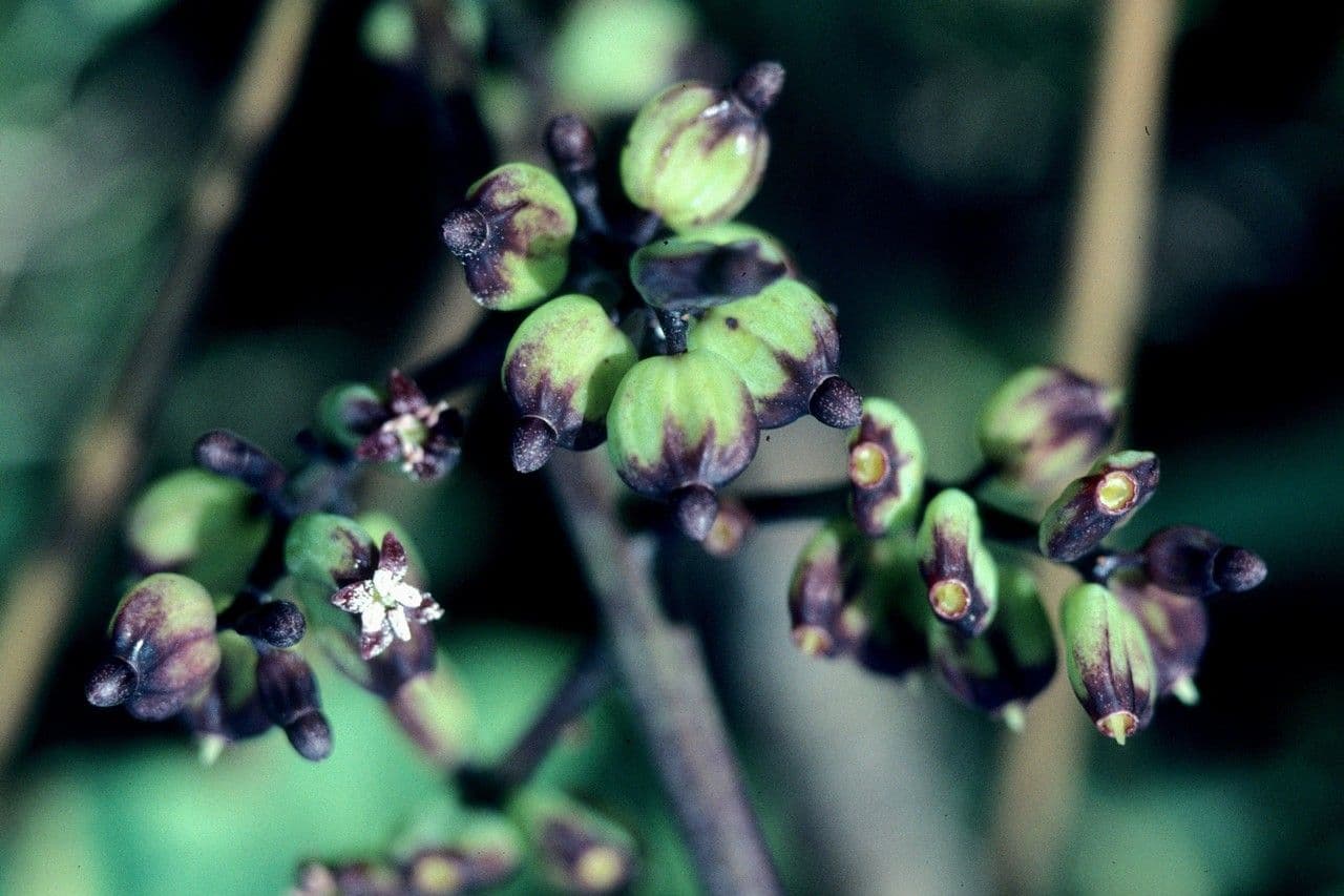 Polyscias