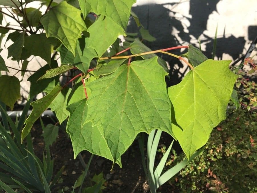 Alangium platanolisté 7