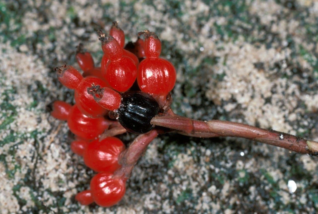 Renealmia monosperma
