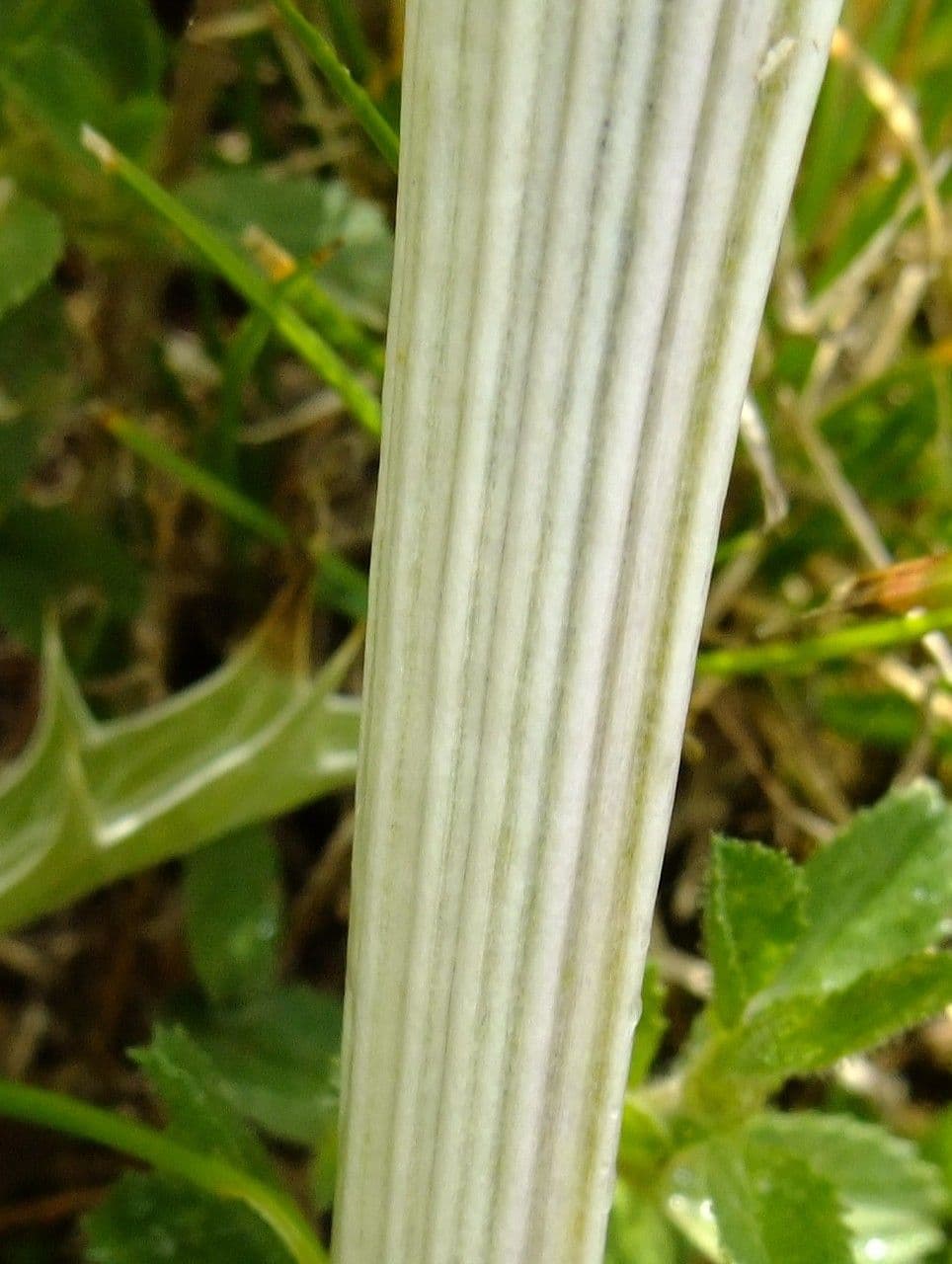 Panicaut blanc 21