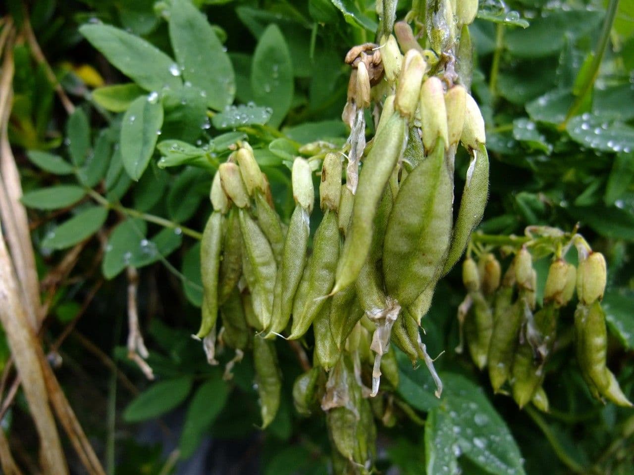 Astragalo 4