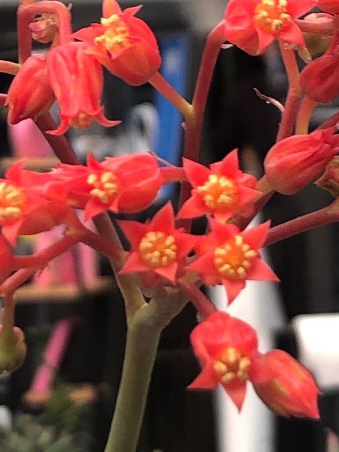 Echeveria 6