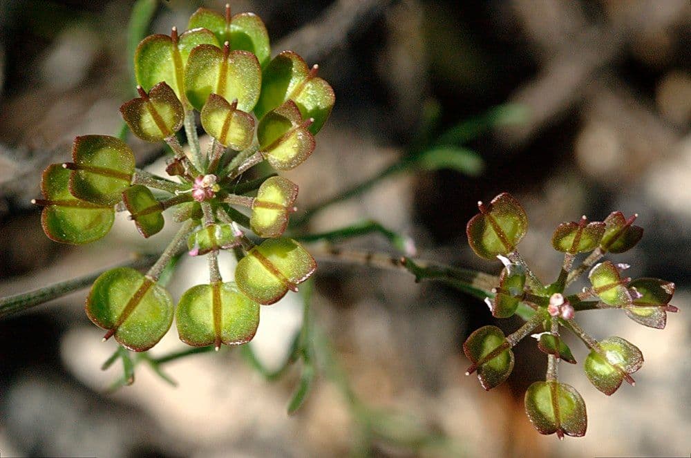 Iberis pinnata 2