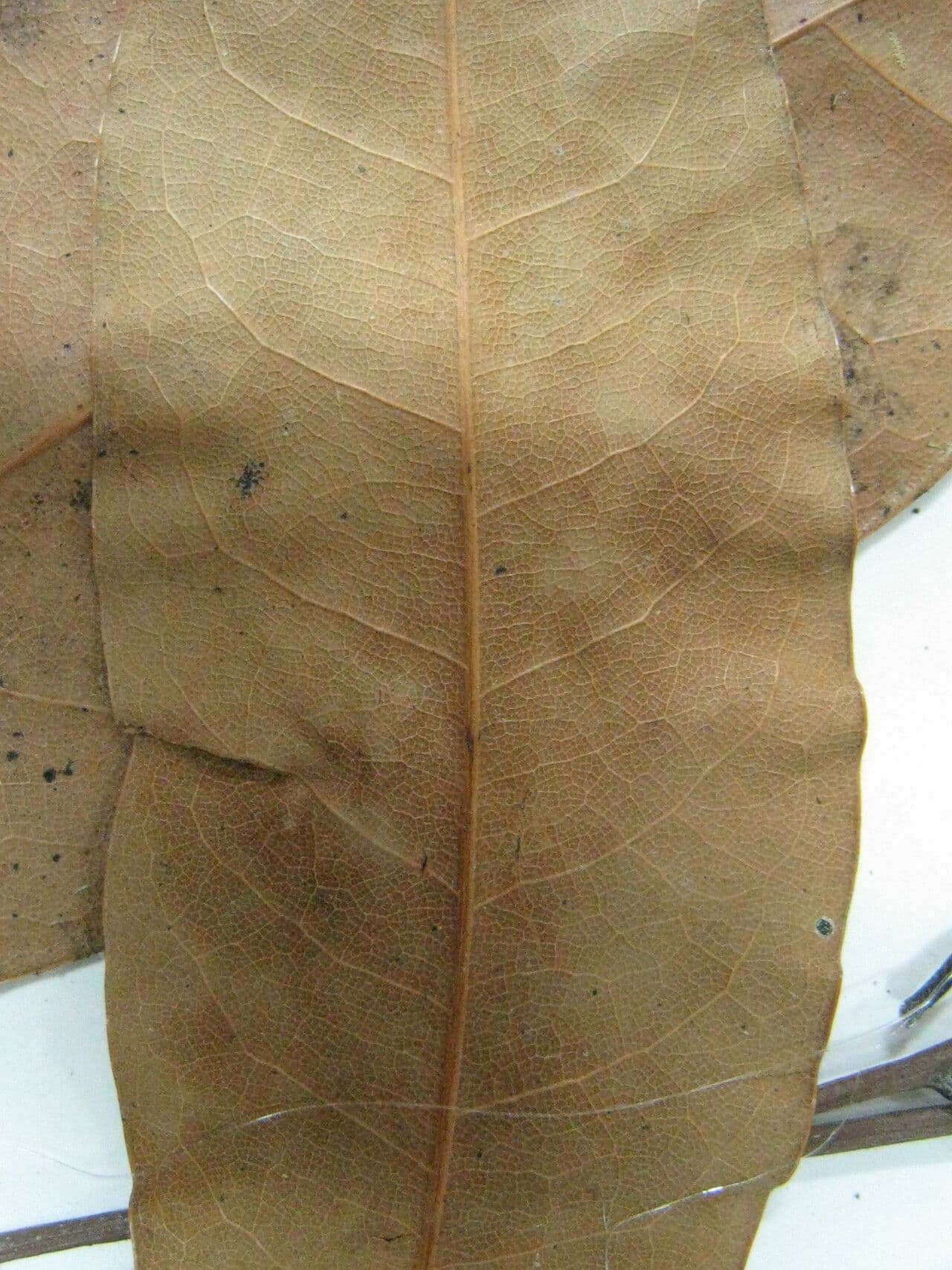 Cryptocarya 2