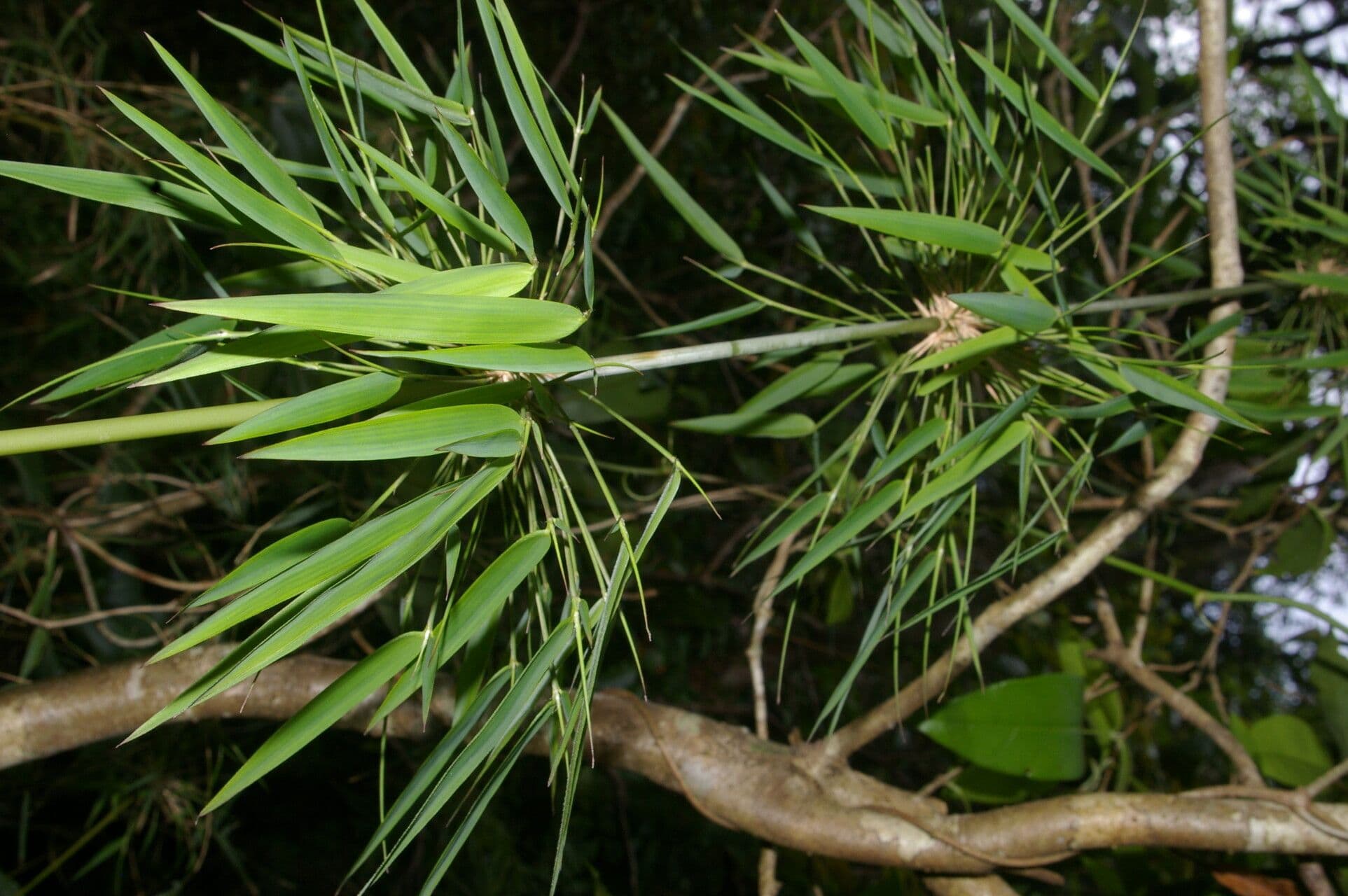 Rhipidocladum a grappolo 6