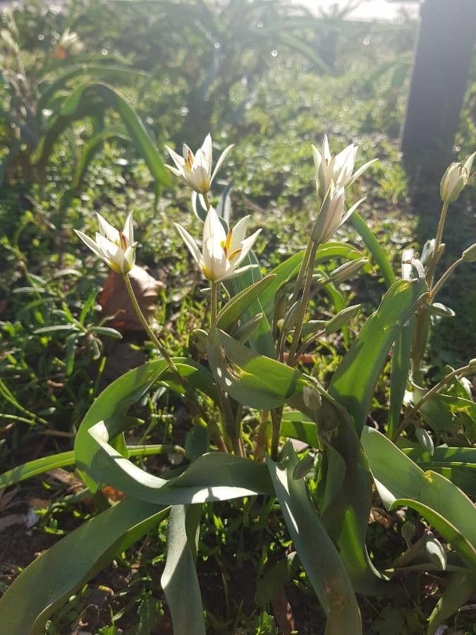 Tulip 3