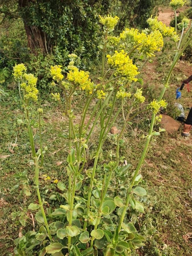 Kalanchoe densiflora 6