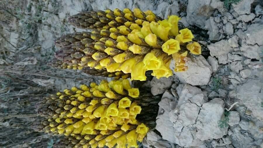 Cistanche 20