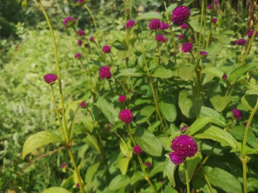 Gomphrena globuleuse 2