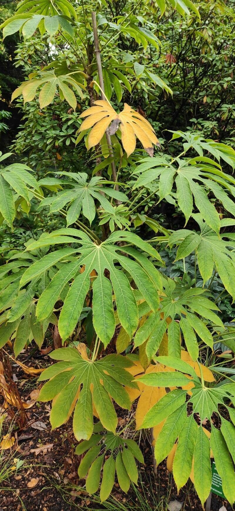 Brassaiopsis