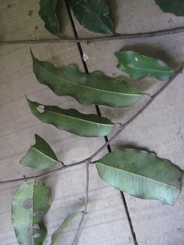 Brosimum rubescens 6