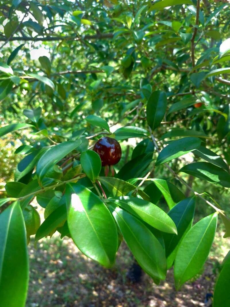Eugenia 13