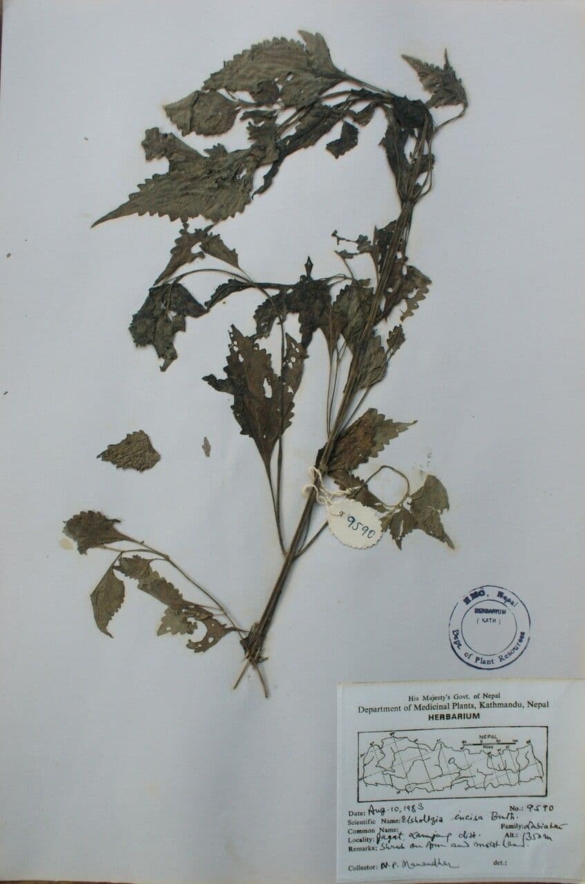 Elsholtzia