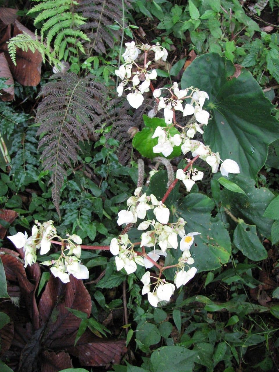 Begonia 10