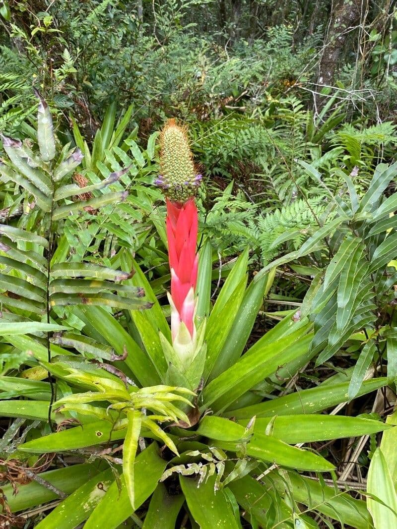 Aechmea 4