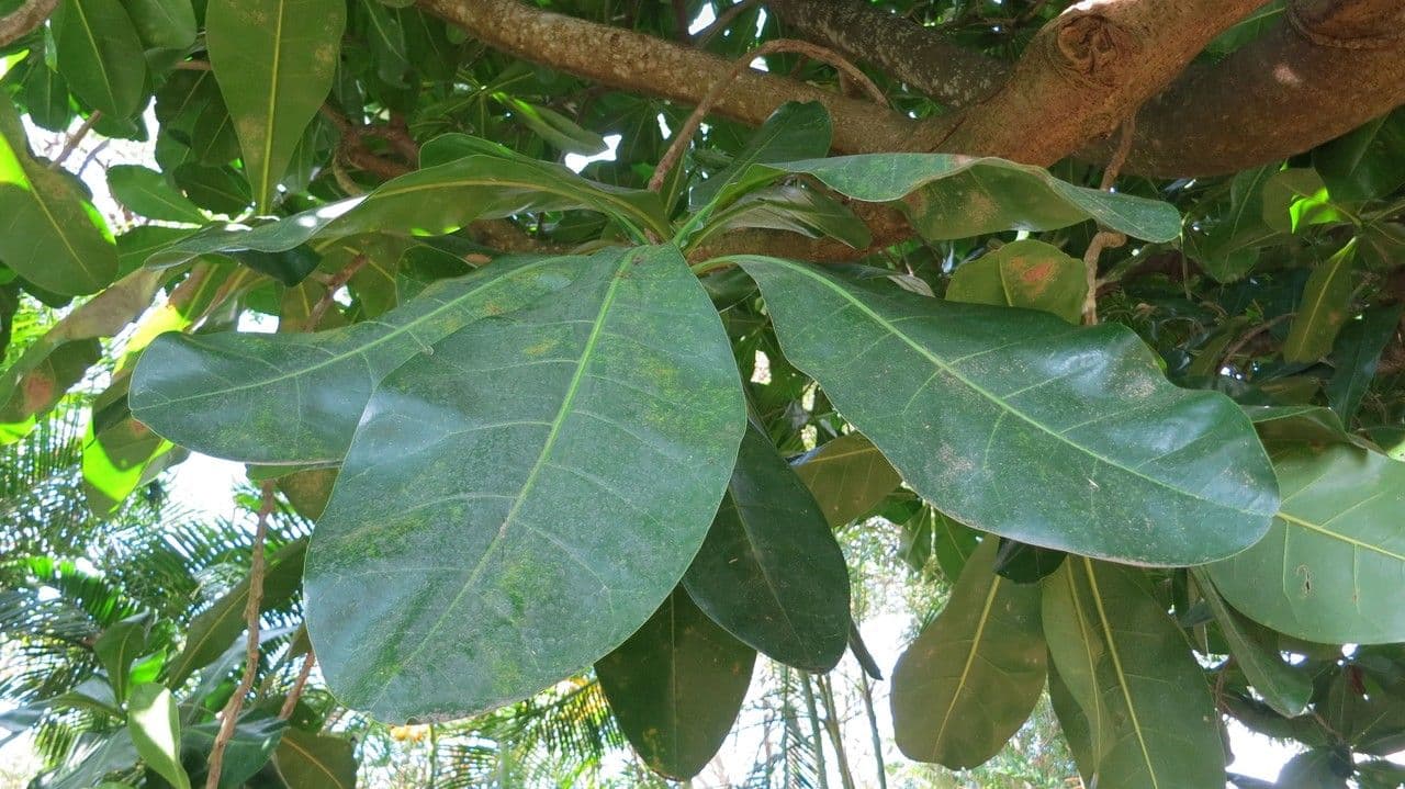 Barringtonia 28