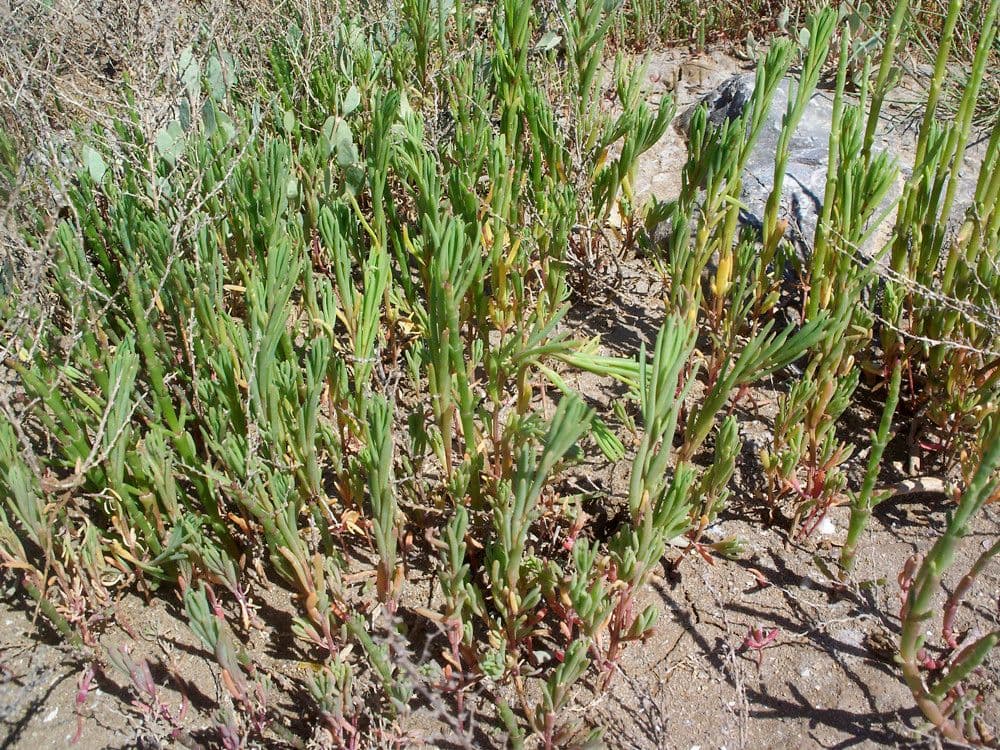 Suaeda marittima 14