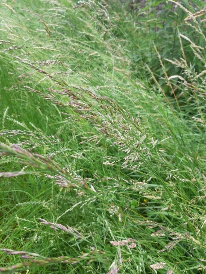 Festuca falascona