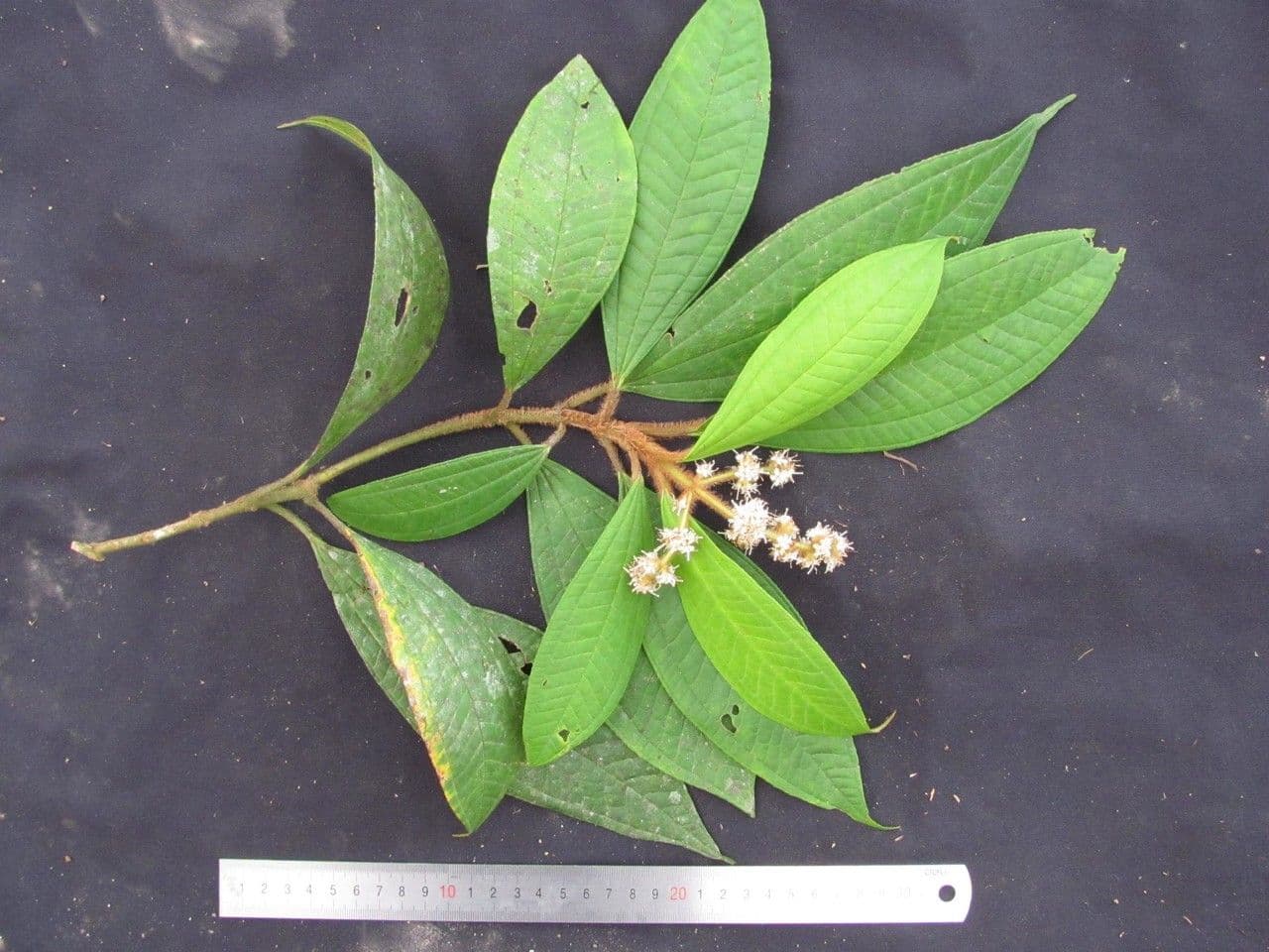 Matthaei-Miconia 12
