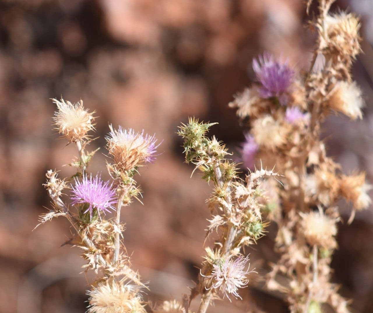 Cardo del Mojave